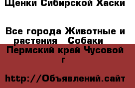 Щенки Сибирской Хаски - Все города Животные и растения » Собаки   . Пермский край,Чусовой г.